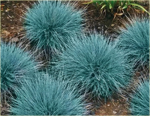 Kostrzewa sina Festuca glauca